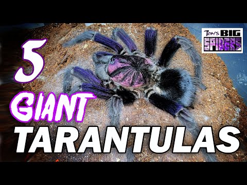 GIANT Tarantulas - The 5 Largest Ts in My Collection