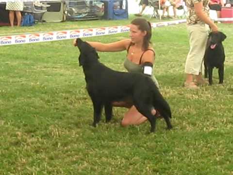 Národní výstava psů Mladá Boleslav 3.