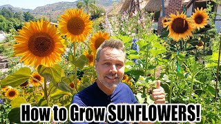 How to Grow Sunflowers at Home