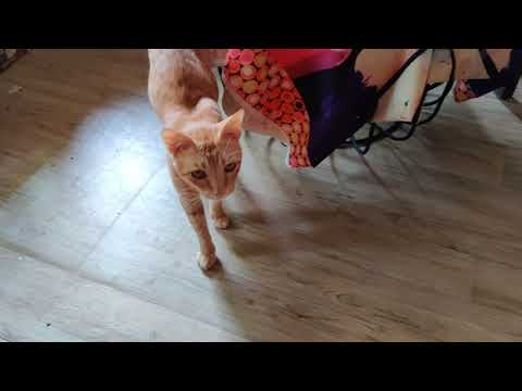 Mr.Chatran's cutest meow