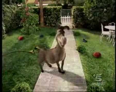 Spot - Kinder sorpresa - Shrek terzo