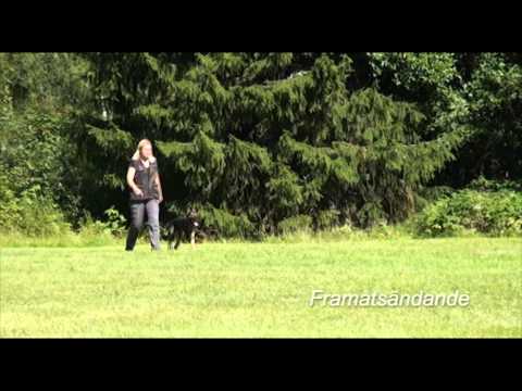 Spårtävling, elitklass, Sundsvalls Brukshundklubb