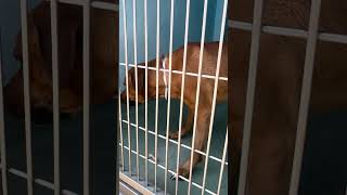 Video preview image #1 Mutt Puppy For Sale in Pasadena, CA, USA