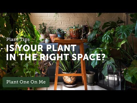 Houseplant 101: What Plant is Right for My Space? — Ep 116