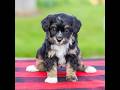 Mini Aussiedoodle dogs for sale: Bailey - Video 1