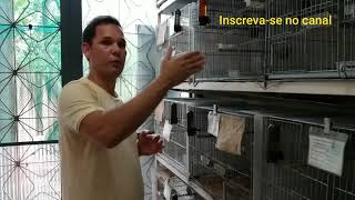 Qual a idade que a filhota está pronta pra reproduzir?