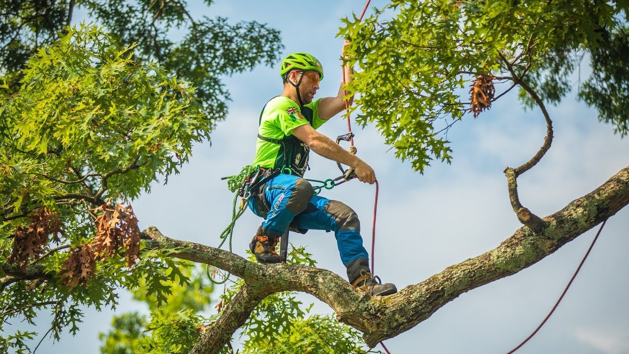  International Tree Climbing Championships 2019