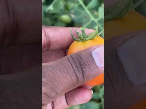 #tamoto #greenchilli #redchillis#popaye#farming #hyderabadtelangana 