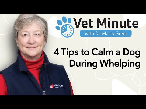 How to Calm a Dog During Whelping—4 Essential Tips for First-Time Moms