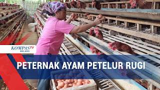 Download lagu Egg Prices Plummet, Poultry Farmers Suffer Losses mp3