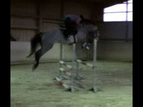 4-jähriger Wallach von Grey Top - Feiner Graf - Contender