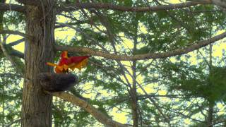 Dinosaur Feathers - History Lessons