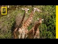 How Giraffes Are Fed At Disney S Animal Kingdom Magic Of Disney S Animal Kingdom