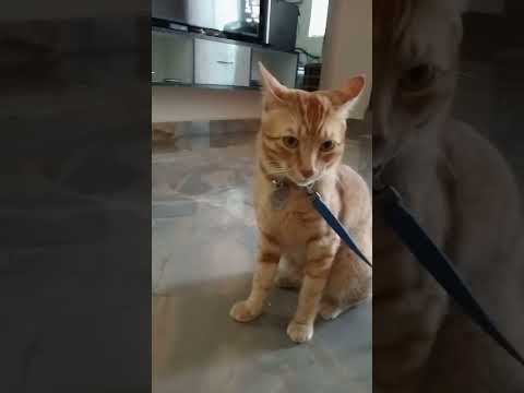 My Cat wants me to take him outside for a walk | Cute Cat |Funny Animals