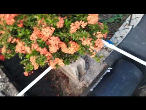 my new husky.(raven)