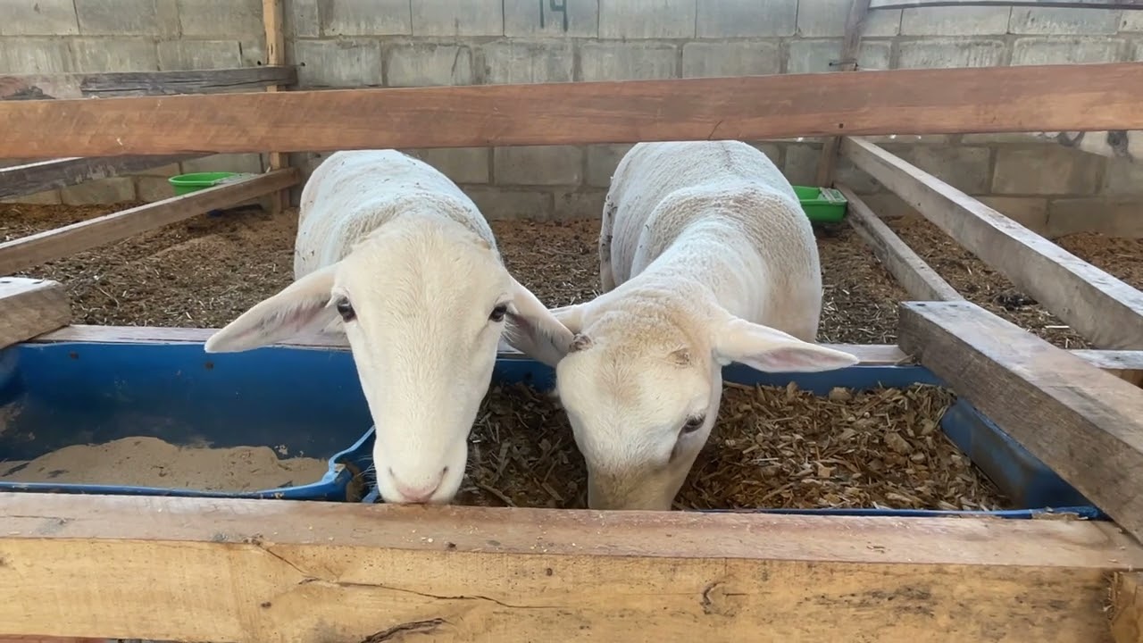 Carneiros e ovelhas, profissionalizando o criatório!!!!
