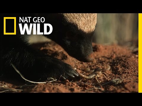 Venom Vaccine | Ultimate Honey Badger