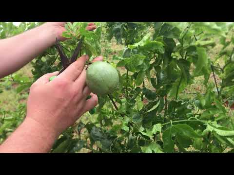 Granadilla (passion-fruit) fruit pruning