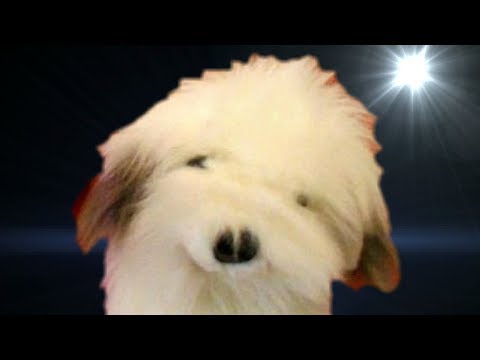 ▶️ Dog Barking Sound Effect. Little Dog Noises. Desensitise Dog Training Sounds. 12 Hours. 🌏