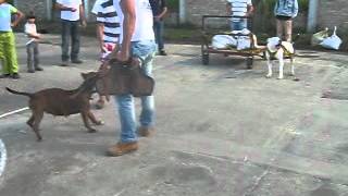 preview picture of video 'pitbull club pitalito'