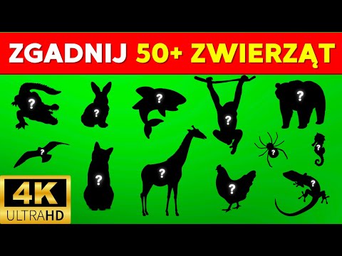 Zgadnij zwierzę po sylwetce 🐻 | Sprawdź, jak dobrze znasz zwierzęta 🦅