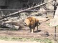 I Am Lion Hear Me Roar