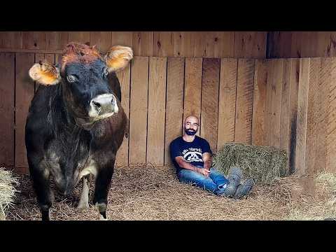 Blind Rescue Cow Melts Every Time She Hears Her Favorite Song