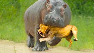 This Is Why Lions Hate Hippos