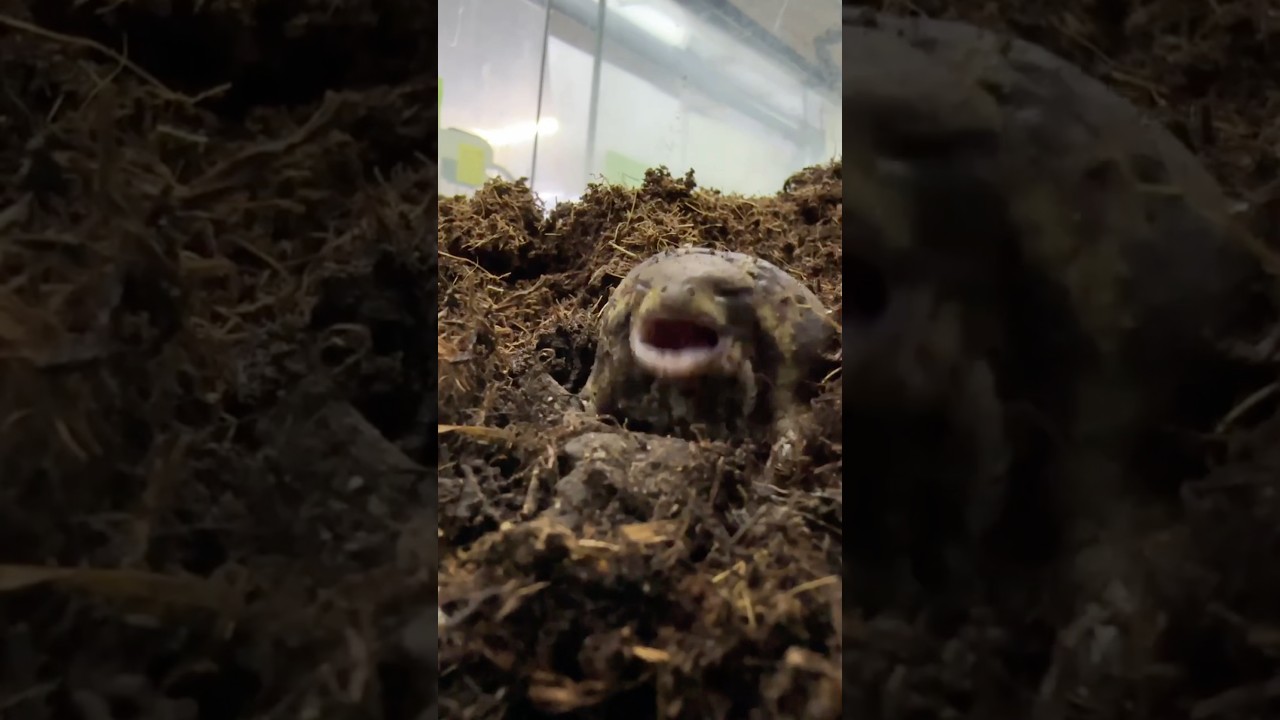 アメフクラガエルが壊れちまった