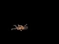 Game Over Disney S Tarzan PlayStation