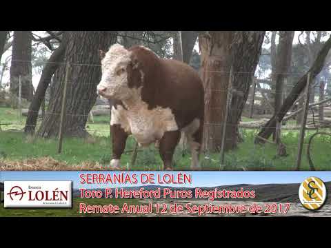 06-09-17 Toros Hereford P.R. - Dia de Campo Cabaña Lolén de Delfinagro - C. Suarez