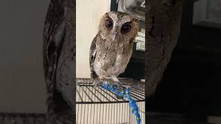 Download lagu Suara burung hantu celepuk mp3 Download lagu Suara burung hantu celepuk mp3