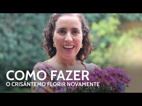 🌸👍How to Make Chrysanthemums Bloom Again | Nô Figueiredo