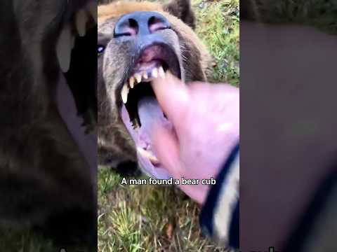 The bear meets the man who adopted it 16 years ago #story #animals #animallover #cute #bear