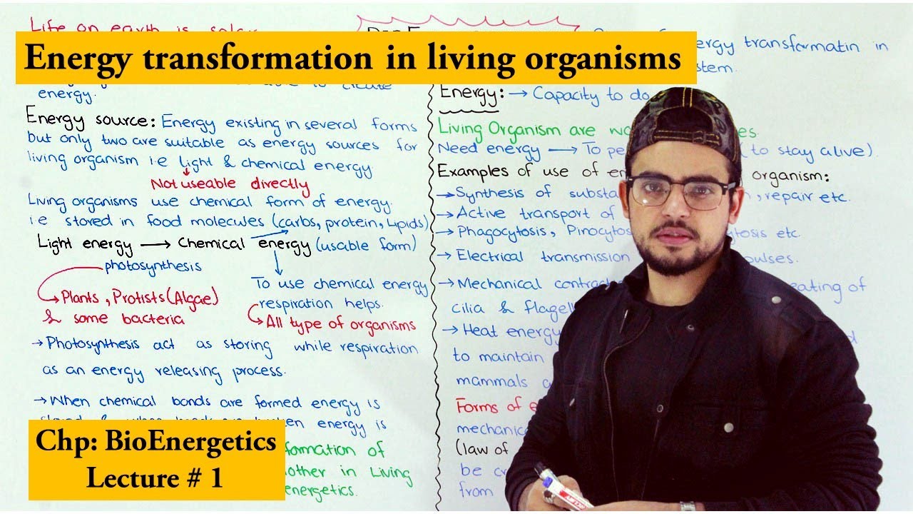 A Brief Introduction | Bioenegetics