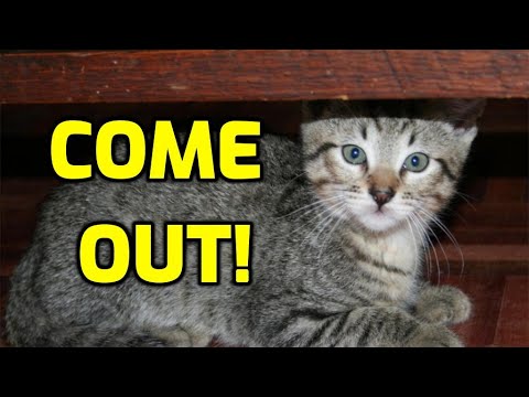 How To Coax A Scared Cat Out Of Hiding