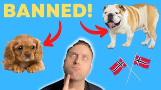 Norway Bans Bulldogs (and Cavies) - My Thoughts