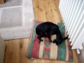 Terrier Inglés de Juguete Negro y Fuego - English Toy Terrier - Jake, grooming