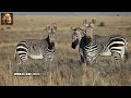 The Wild Life of Zebras: Survival, Stripes, and Secrets  #Zeb