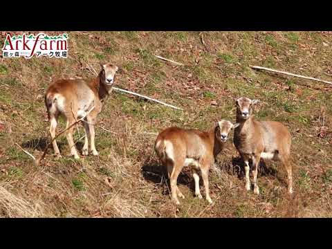 地中海ムフロン - 定義