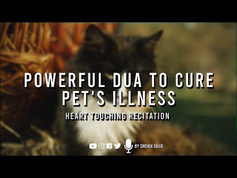 Powerful Dua to Cure Your Pet's Illness|دعاء قوي لعلاج مرض حيوانك الأليف