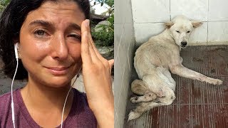 The Dog I Rescued in Bali. Watch This Video.