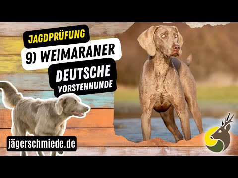 9) Weimaraner (German Pointing Dogs) - 💡 Knowledge for your hunting exam