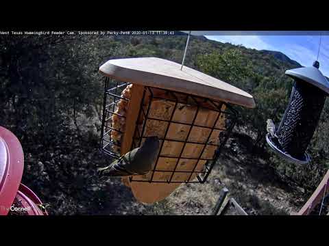 Ruby-crowned Kinglet Visits West Texas Feeder – Jan 13, 2020