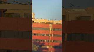 Grito das Araras Rasgando o Céu da Cidade! Som Selvagem #aves