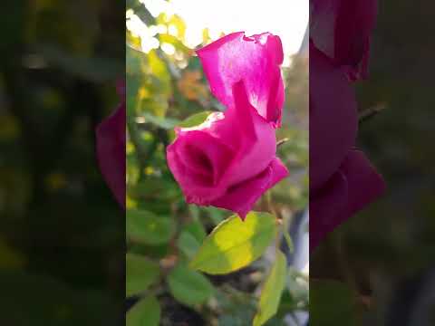 #trending #flowers #vairl vidoe #garden plants #nature #garden flowers#youtube shorts #shortvideo