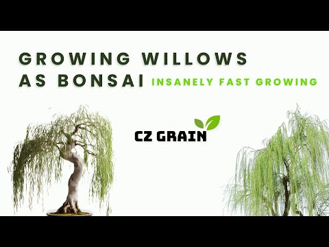 From Cuttings to Bonsai: Transform Your Willow Trees FAST