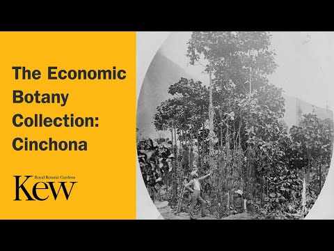 The Economic Botany Collection: Cinchona | Kew