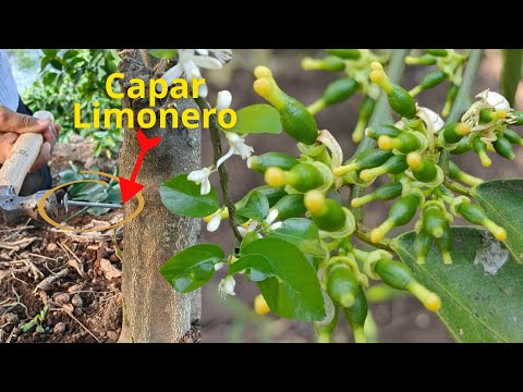 Capar limonero 🍋 Para Activar la Floración y explote de Frutos