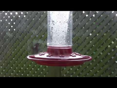 Humming Bird visits am 2019 0217 Music